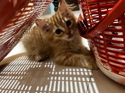 Persian (Traditional) – Persian cat – Pune