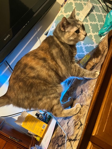 Russian White, Black and Tabby – cat free to good home