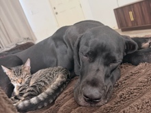 Great Dane – Great dane – Jacksonville
