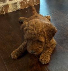 F3 Mini Goldendoodle litter