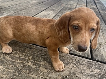 dapple dachshund 