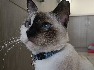 Siamese – 1 Siamese – Melaka