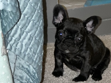 French Bulldog – Brindle French Bulldog – Summerville