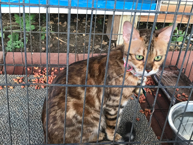 Bengal – Bengal cat