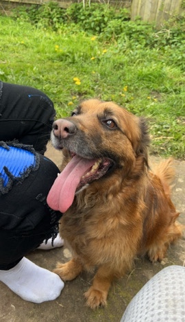 German Shepherd – Looking for a forever home