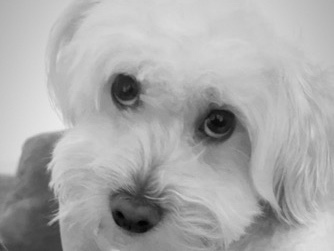 Maltipoo – zuri needs a home – Los Angeles