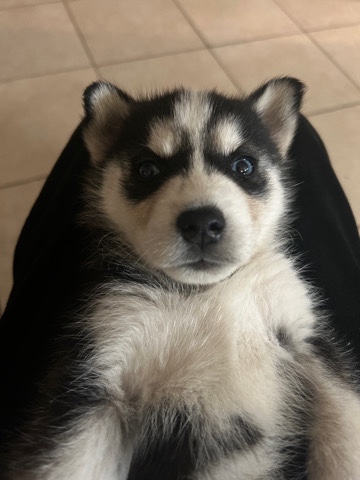 baby husky 