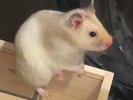 they need a new home asap please