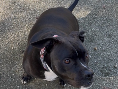 American Pit Bull Terrier – doy en adopción a mi mascota – Roseville
