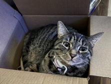 American Shorthair – Loving female cat – Zephyrhills