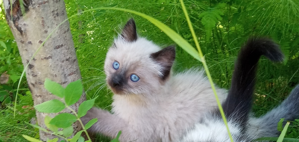 Asian Semi-longhair – 9 week old Siamese mix kittens