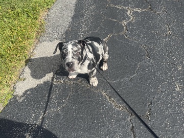 American Bulldog – 🐾 2-Year-Old Micro Bully for Sale  🐾 – West Palm Beach