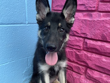 German Shepherd – German Shepard