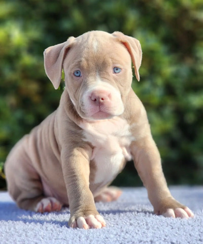 American Bulldog – American Bully Puppy