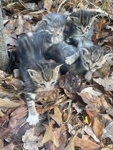 Kittens For sale (5)