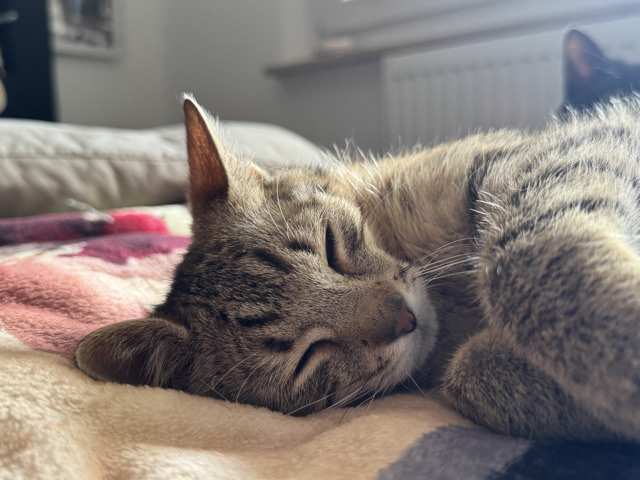 European Shorthair – Hauskatze Lio und Paplo – Fürth