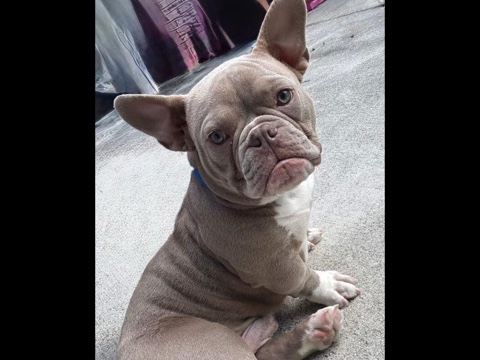 French Bulldog – French Bulldog – Playa Palma Occidental