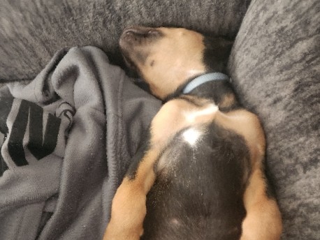 Rottweiler – puppy for sell – Oroville