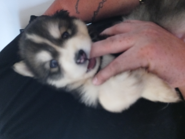 Male Husky Pup