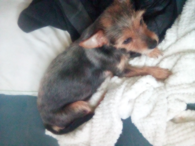 Yorkshire Terrier – Yorkie for sell