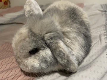 Holland Lop – Holland Lop Bunny – Hemet