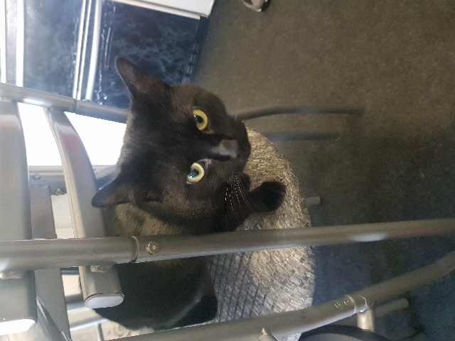 1 year old black kitten