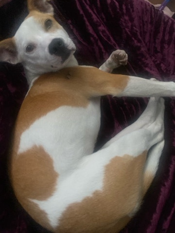 American Pit Bull Terrier – New Home For Peanut Butter