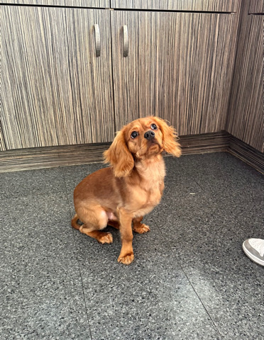 King Charles Spaniel – 20 week old King Charles spaniel