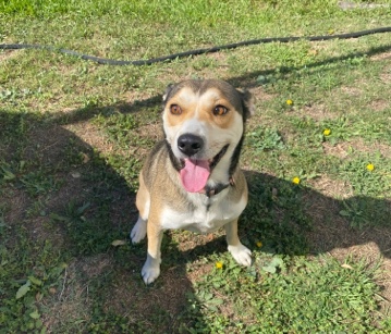 Australian Cattle Dog – Found dog looking for a home