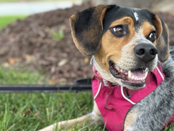 Beagle – 🐾 Looking for a loving home for Remi 🩷 – Cornelius