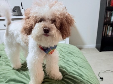 Maltipoo – Meet Kobe🐾❤️ – Chesapeake