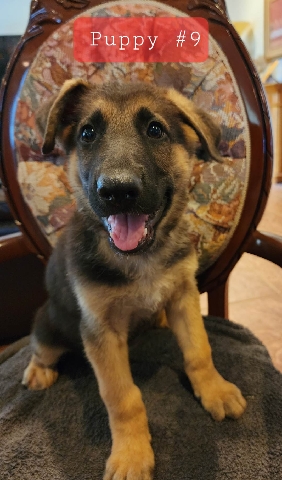 German Shepherd – German shepherd puppies