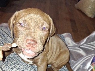 American Pit Bull Terrier – playful and loves to stay around the owner a lot – Detroit