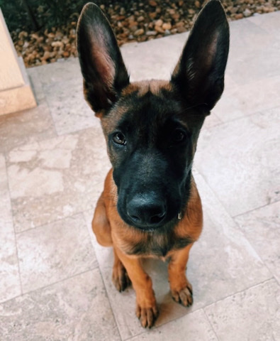 Belgian Shepherd Dog (Malinois) – Belgian malinois boy FREE