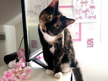 cute calico kitty🧡🖤 – Ocracoke