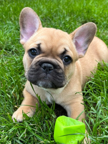 French Bulldog – 3 male French bulldogs