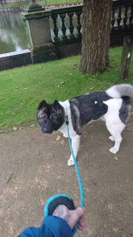 Akita – Pawsome home needed for fur baby