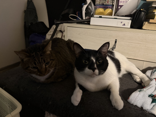 American Shorthair – Frankie and Ying Yang – Glendale