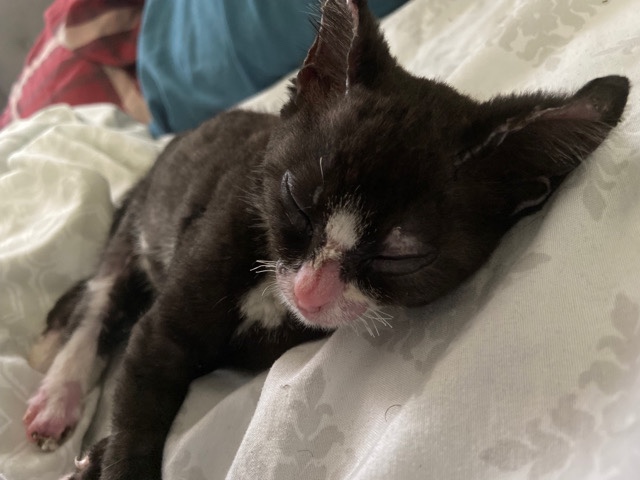 baby cat