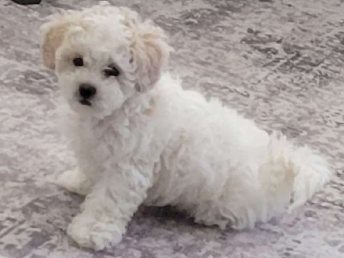 Shih Poo – Meet Archie! – Land O' Lakes