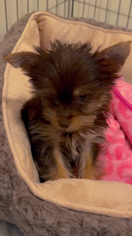 Yorkshire Terrier – selling my baby Zoey (Girl)