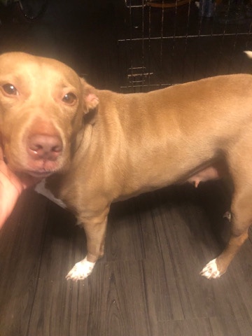 for sell / rehome