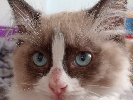 Ragdoll – female kitten – Billingham