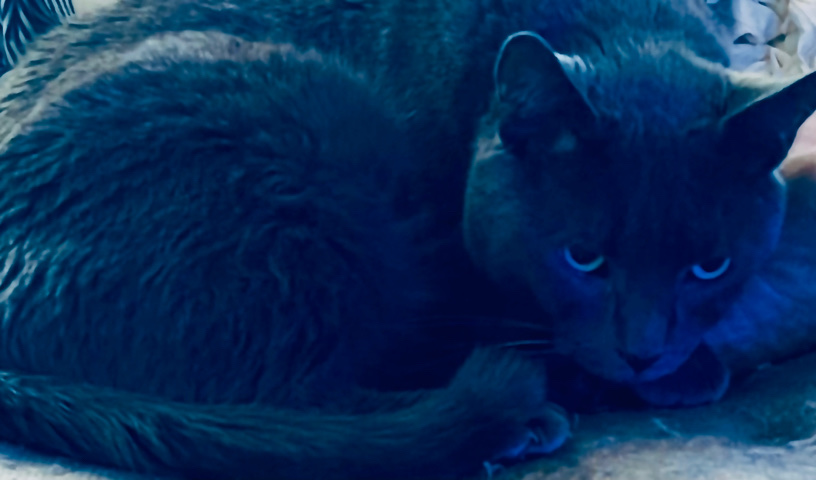 Rehoming cat: free to a good home 