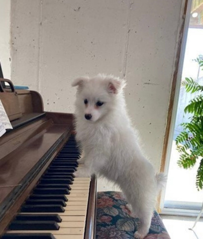 American Eskimo Dog – American Eskimo for sell