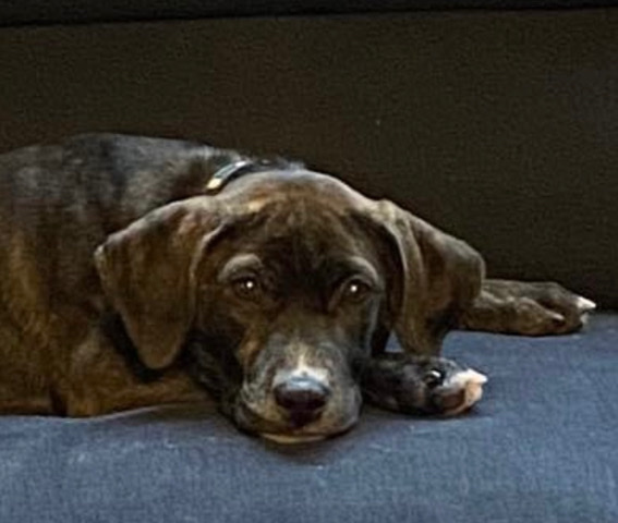 Plott Hound – Lovable puppy