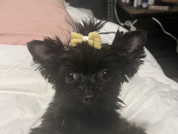 Yorkshire Terrier – Adult 1 year Yorkie-2lbs Available – Guadalupe