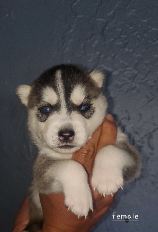 Siberian Husky – husky puppies