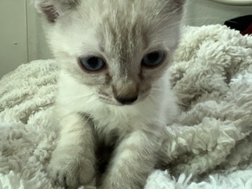 Free Kittens – Riverside