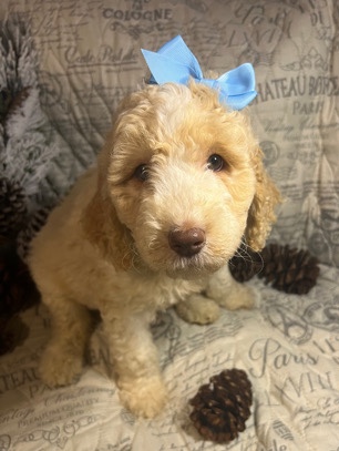 Poodle – golden doodle